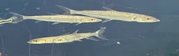 Other/Mixed Breed fish for sale: African tiger fish - Advert 4