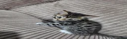 Bengal cats for sale: 2 Male Bengal cross DSH  - Advert 15