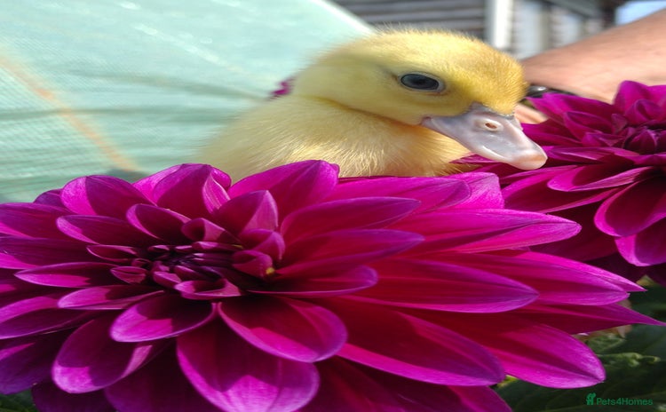 Ducks poultry - Advert 11