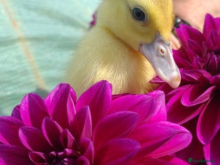 Ducks poultry - Advert 6