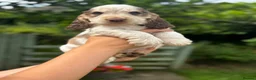 Cocker Spaniel dogs for sale: KC Show-type Chocolate & Choc Sable puppies - Advert 13