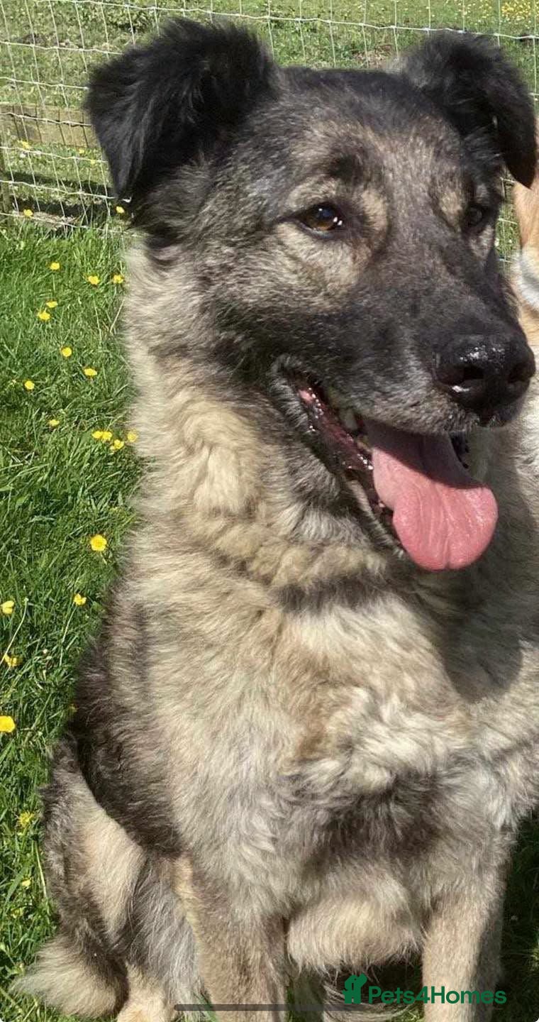 Mixed Breed dogs Sable a Gentle Soul  - Advert 1