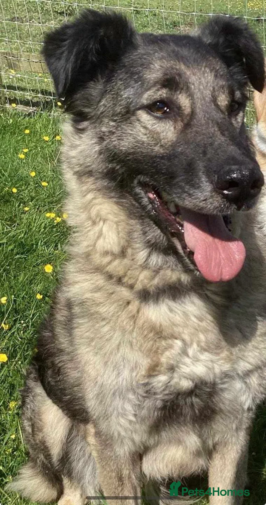 Mixed Breed dogs for adoption: Sable a Gentle Soul  in Birmingham - Advert 1