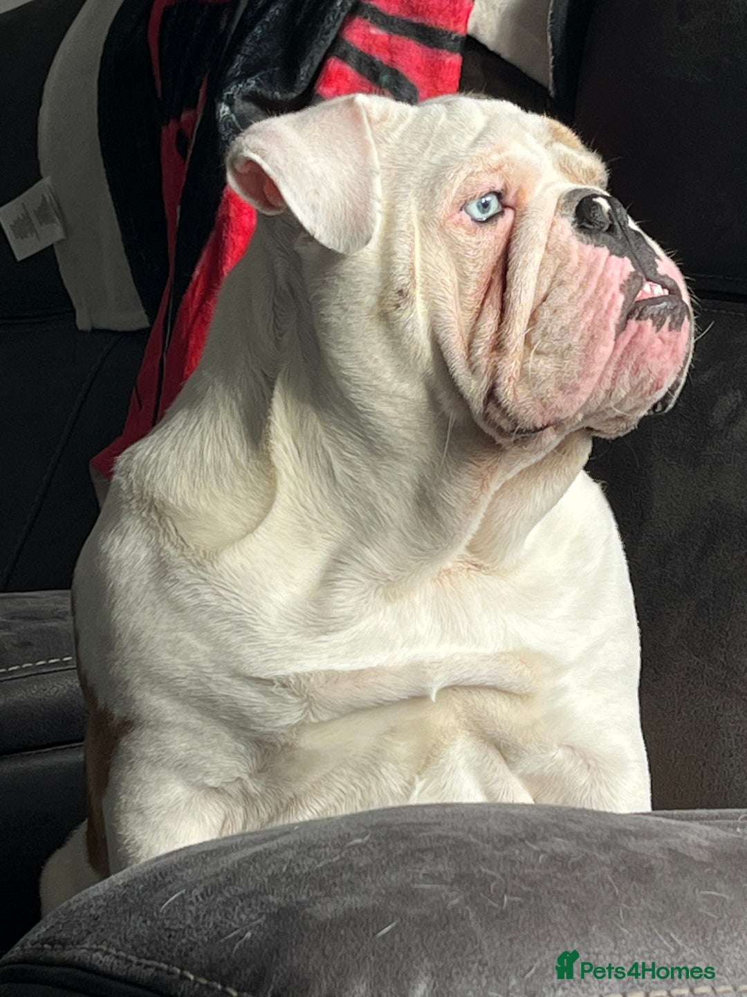English Bulldog dogs for stud: British Bulldog Stud - First time available.  - Image 8