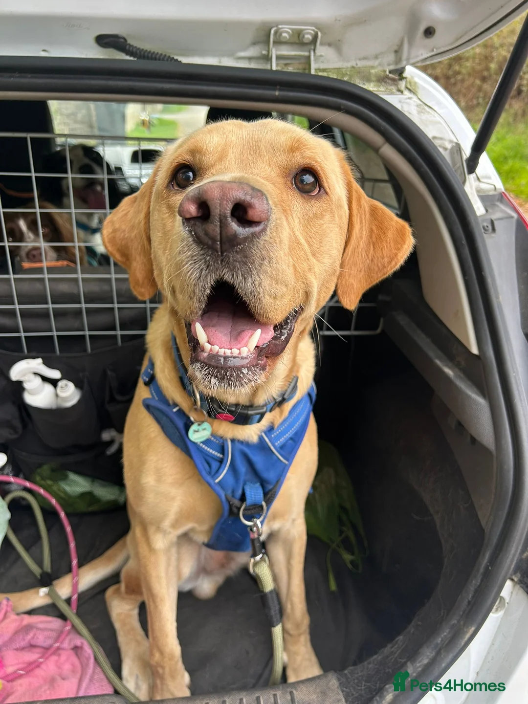 Labrador Retriever dogs for stud: Gorgeous KC Purebred Yellow Labrador For Stud - Advert 13