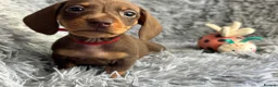 Miniature Dachshund dogs for sale: KC reg, PRA Clear Beautiful Natured Pups - Advert 18
