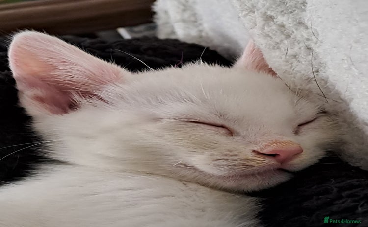 Mixed Breed cats 1 Stunning white male kitten up for sale - Advert 1