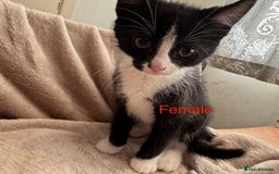 British Shorthair cats for sale: One beautiful Ginger Tom, and his five siblings. - Image 5
