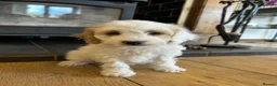 Cockapoo dogs for sale: F1b stunning cockapoos  - Advert 3