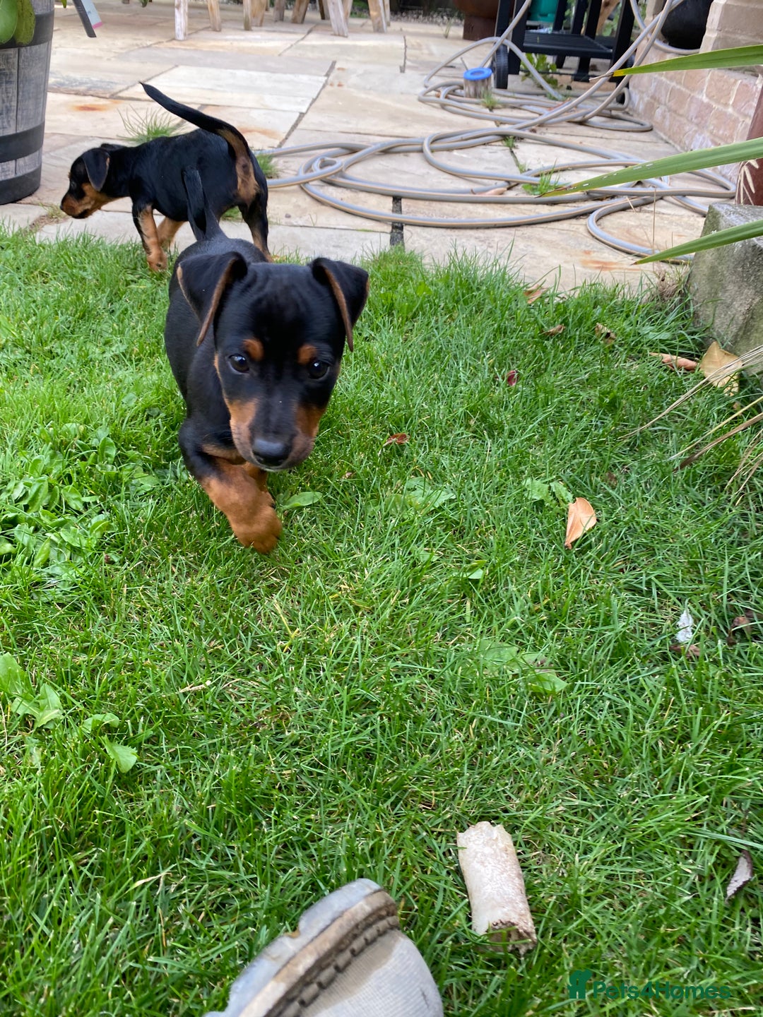 Jack Russell dogs for sale: Jack Russell terrier puppies - Image 14