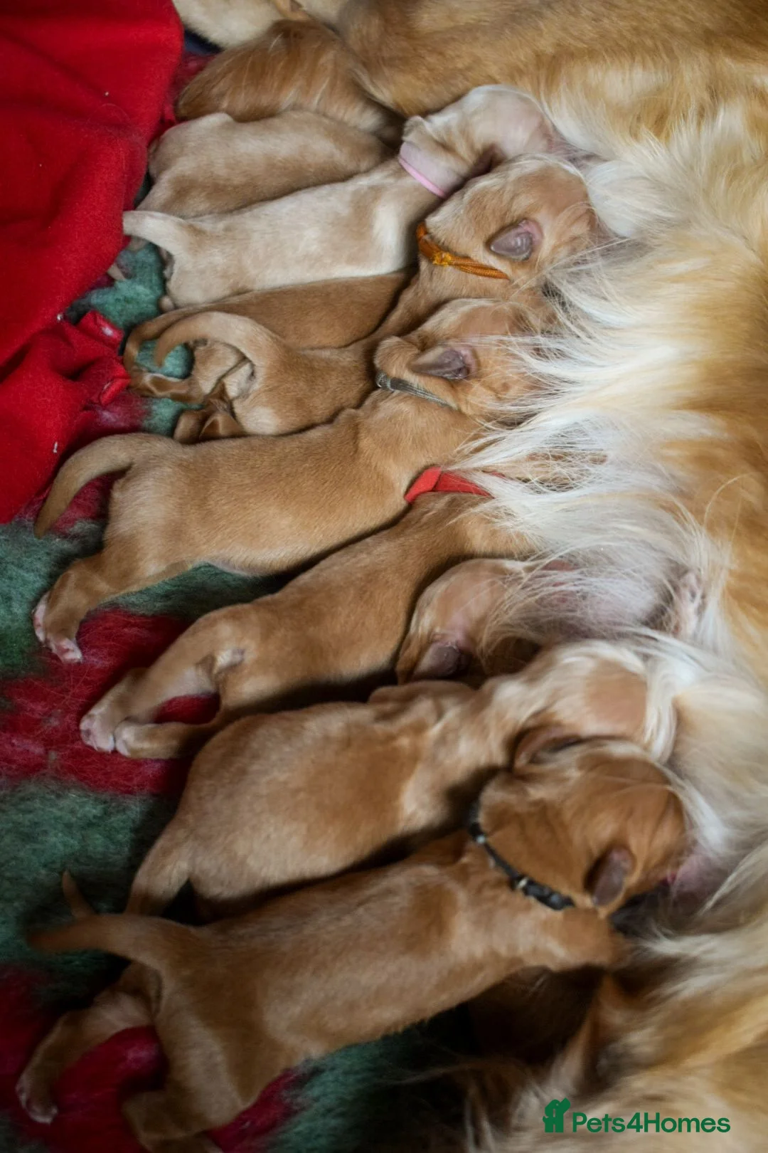 Golden Retriever dogs for sale: Working Golden Retriever Puppies - Advert 2