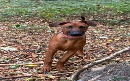 Mixed Breed dogs for sale: Ninja - Image 3