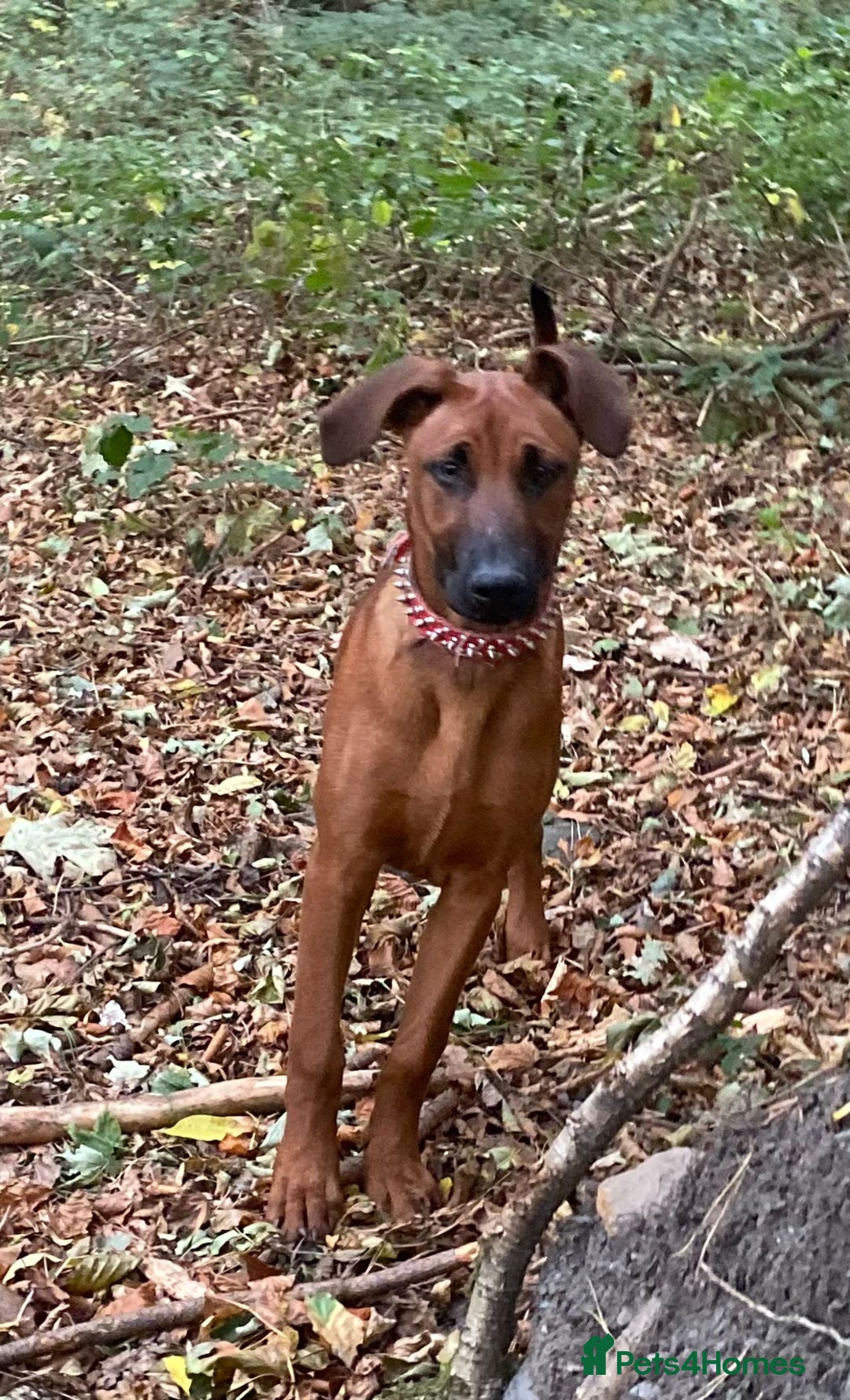 Mixed Breed dogs for sale: Ninja - Image 3