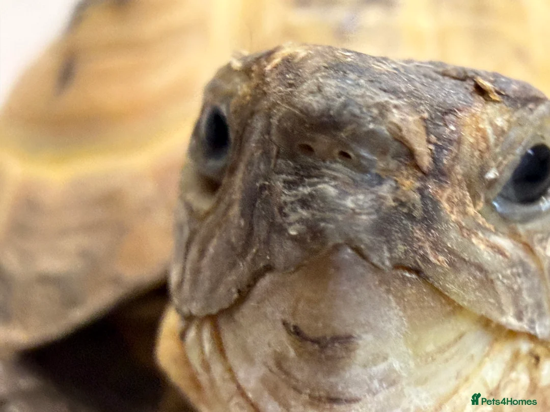 Hermann Tortoise reptiles for sale: 2 horsefield tortoises - Advert 5