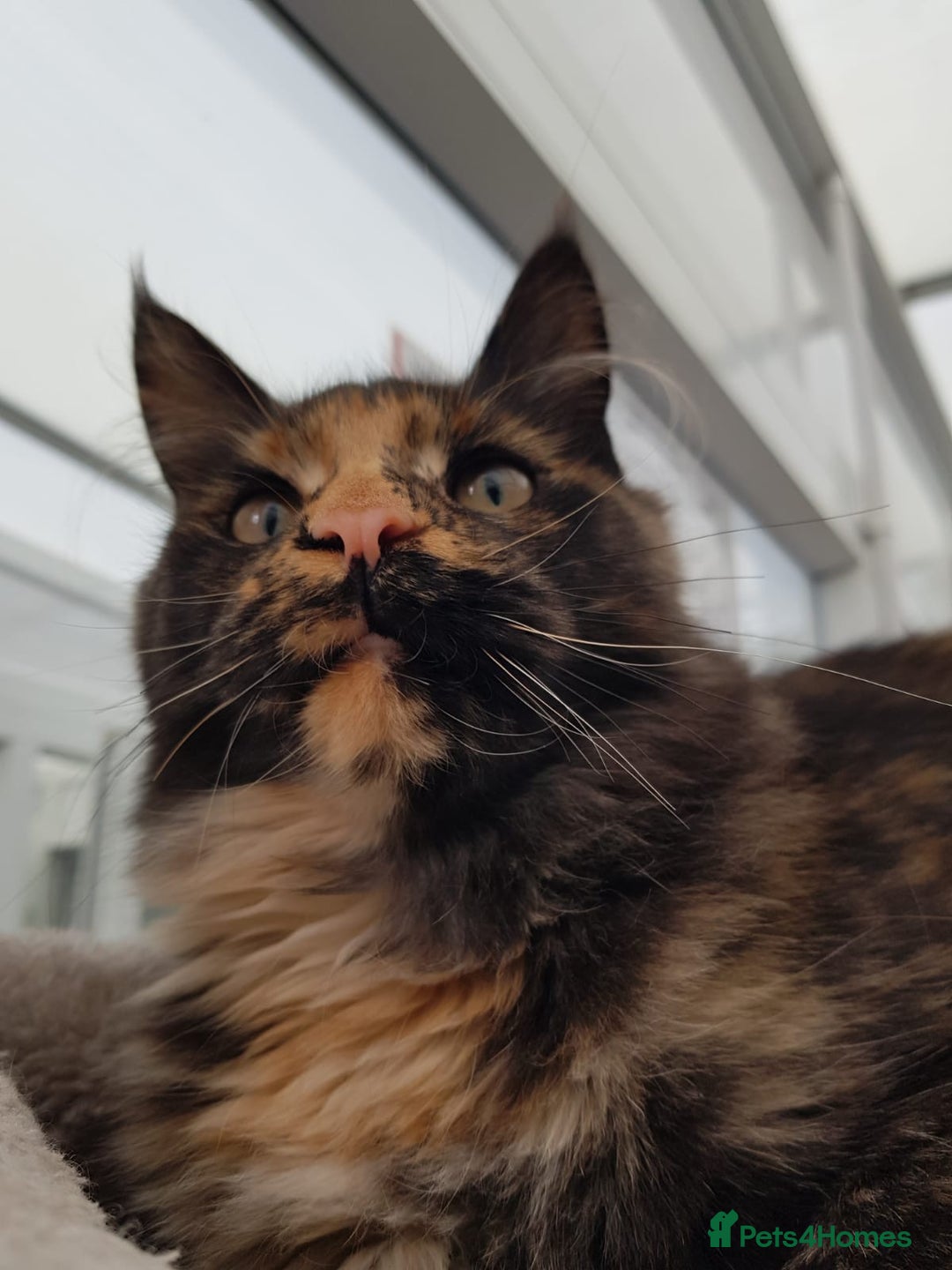 Maine Coon cats for sale: Beautiful Maine coon girl - Advert 1