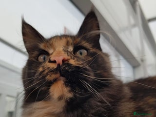 Maine Coon cats Beautiful Maine coon girl - Advert 2