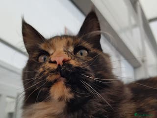 Maine Coon cats Beautiful Maine coon girl - Advert 9