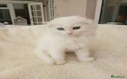 Scottish Fold cats for sale: Scottish folds with hearts of gold - Image 2