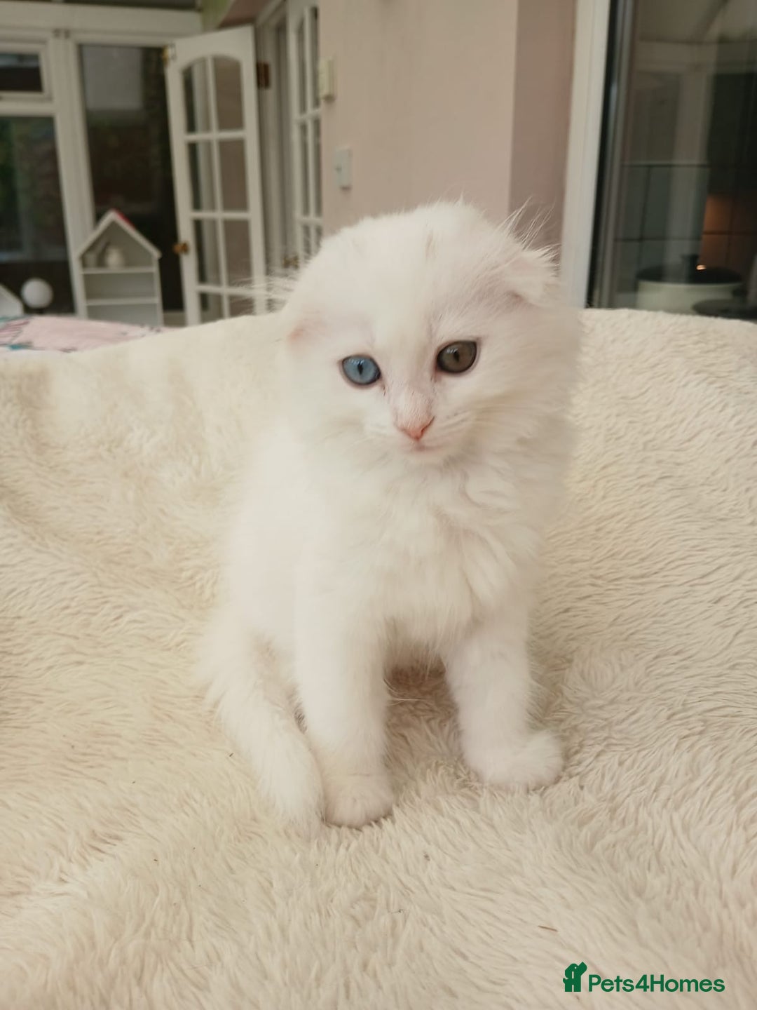 Scottish Fold cats for sale: Scottish folds with hearts of gold - Image 2