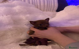 Pomchi dogs for sale: Fluffy Tiny Pomchi Puppies.🥰😍🤗 - Image 19