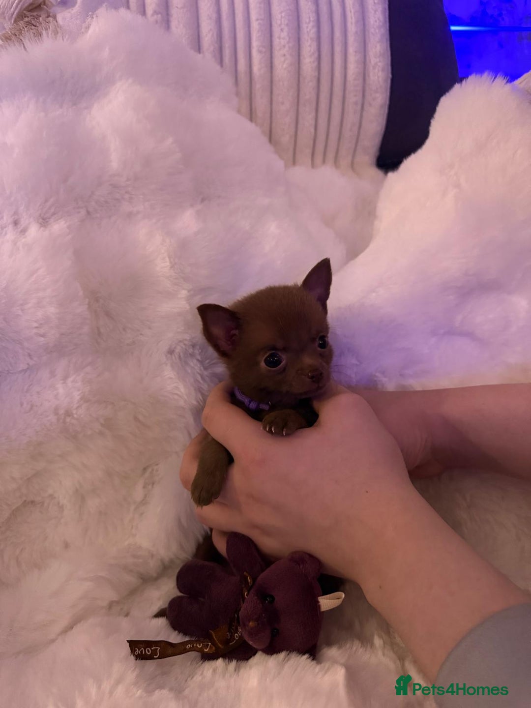 Pomchi dogs for sale: Fluffy Tiny Pomchi Puppies.🥰😍🤗 - Image 19