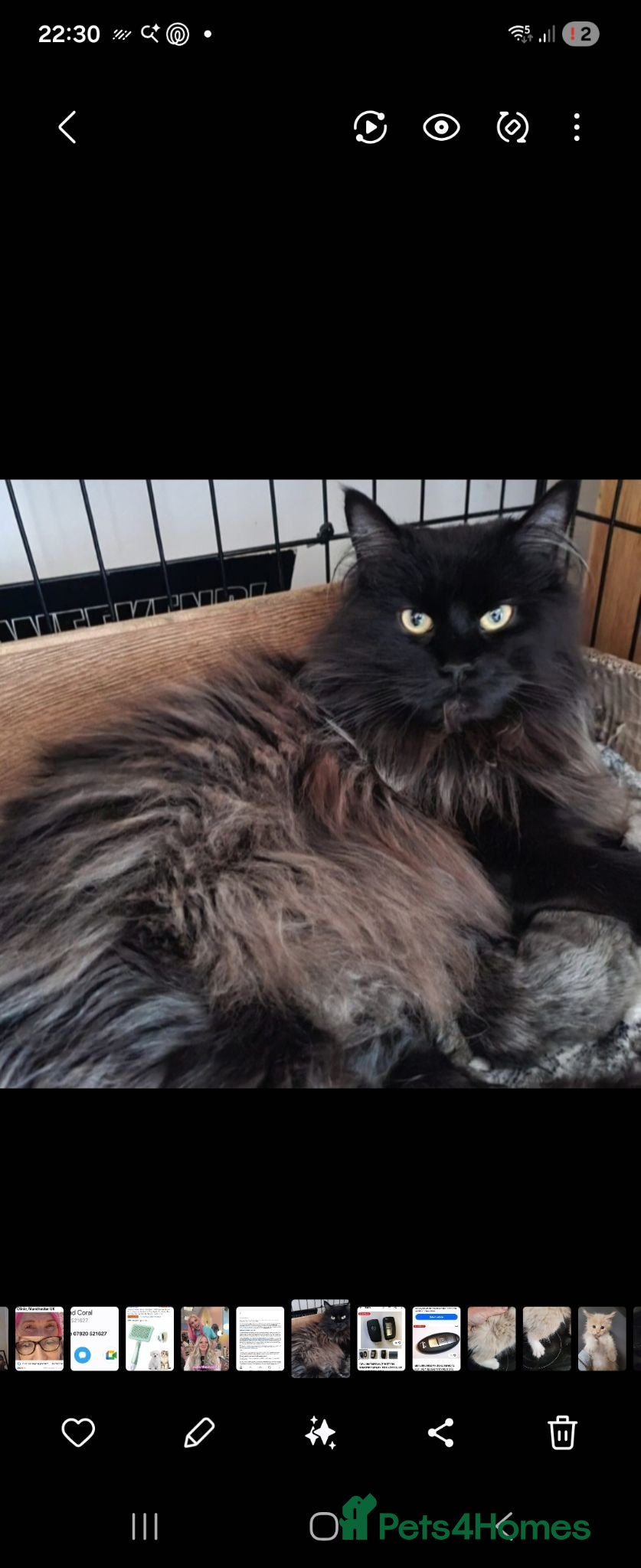 Maine Coon cats Stunning TICA Reg Maine Coon kittens - Advert 2