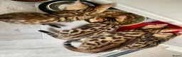 Bengal cats for sale: Beautiful Purebred Bengal Kittens – Ready Now! - Advert 14
