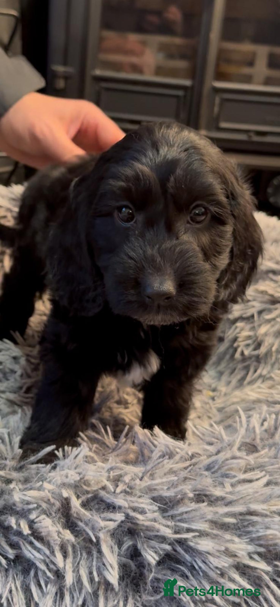 Beautiful litter of parti and solid Cockapoos for sale in Bedford