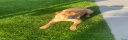 Mixed Breed dogs for sale: 4 year old shar pei cross name - Lola - Advert 2
