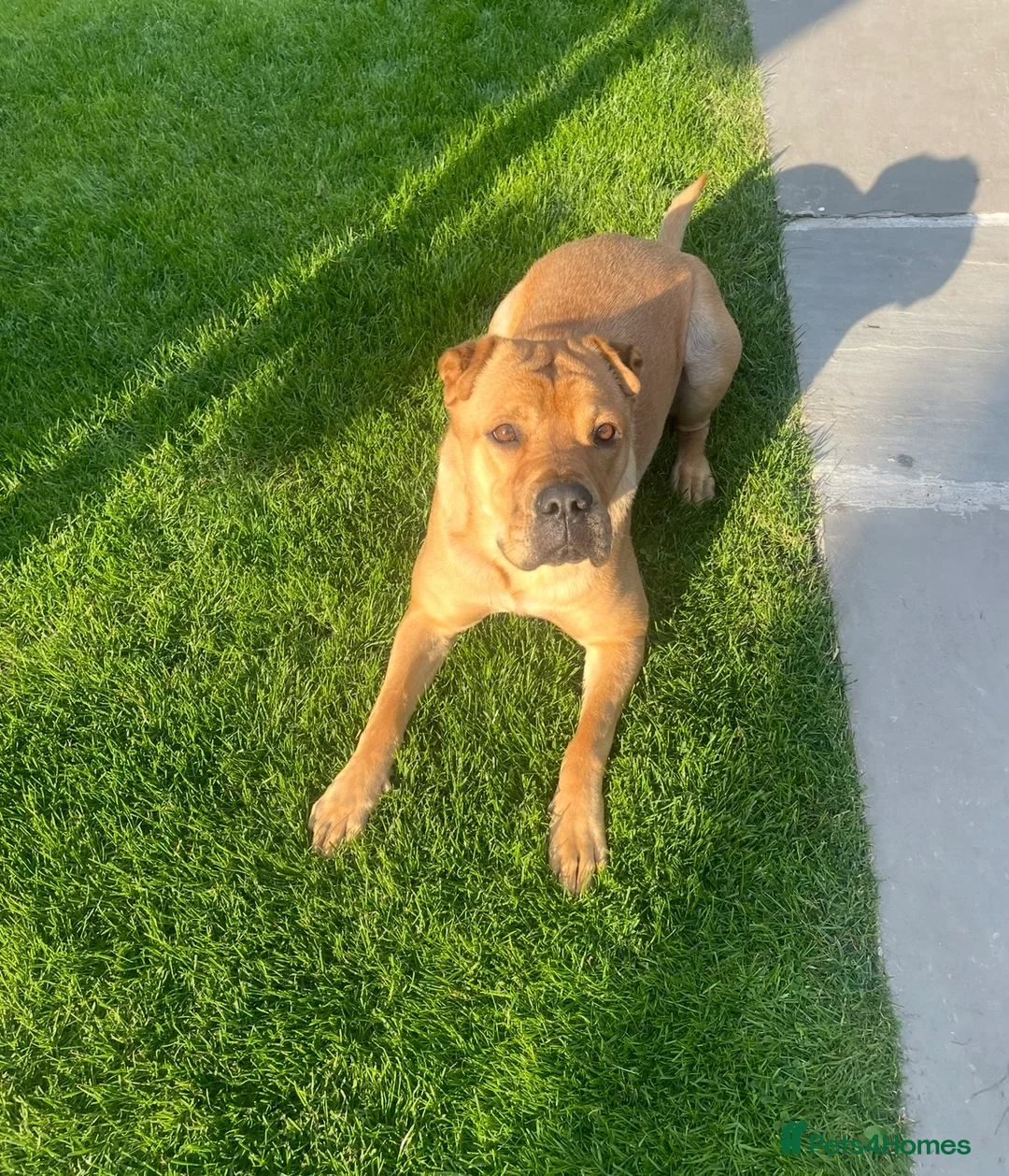 Mixed Breed dogs for sale: 4 year old shar pei cross name - Lola - Advert 2