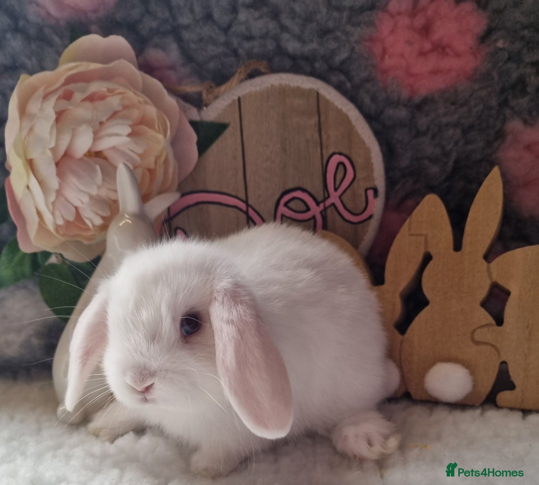 Mini Lop rabbits for sale: Beautiful mini lops - Image 3