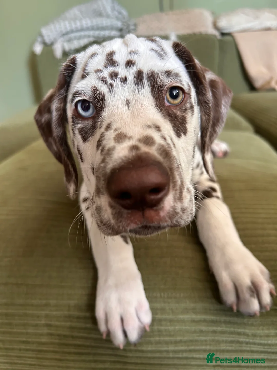 Dalmatian dogs for sale: 4 Girls, 1 Boy KC Dalmatians - ready to leave!  - Advert 2