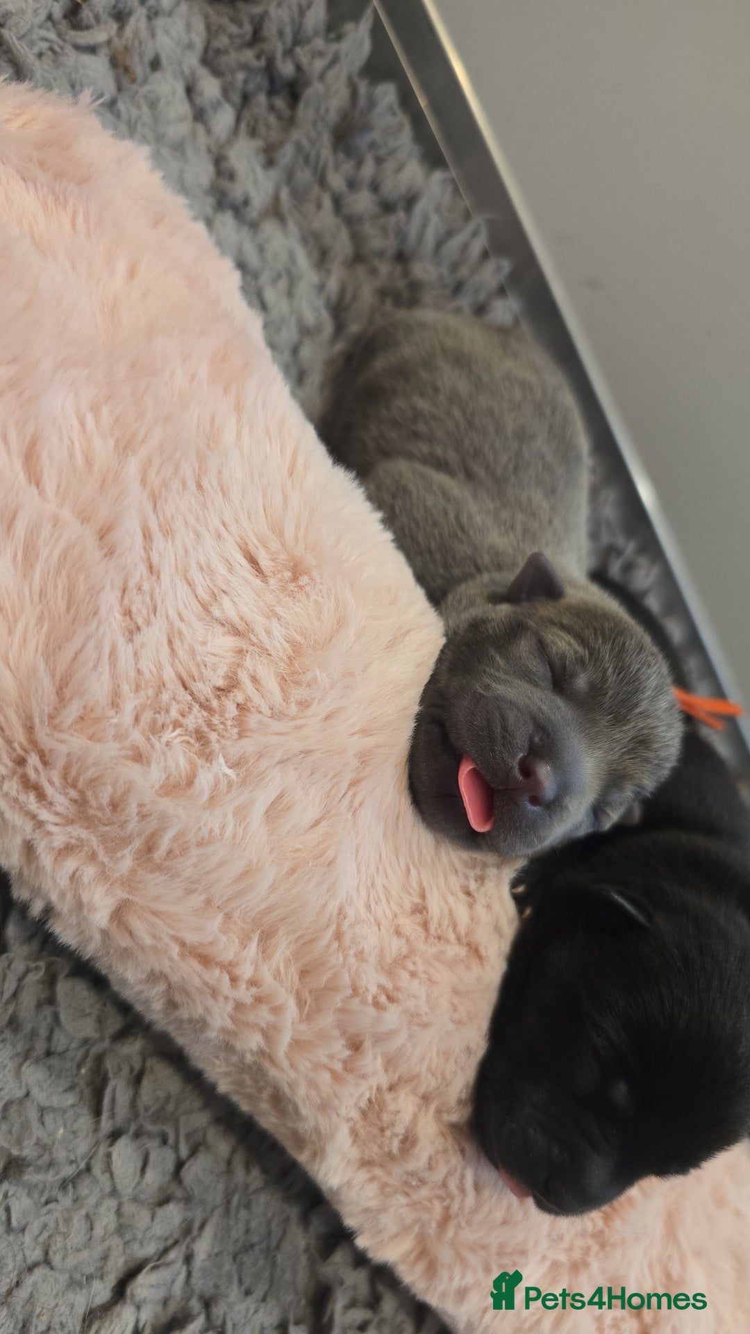 Mixed Breed dogs for sale: Chaffy puppies - Image 6