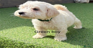 Cockapoo dogs - Advert 4