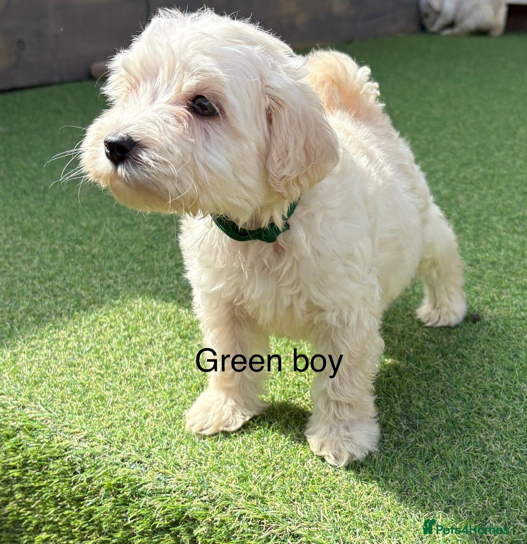 Cockapoo dogs for sale: F1B cockapoo (ready to go)  - Image 1