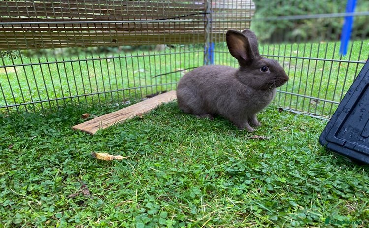 Mixed Breed rabbits - Advert 8