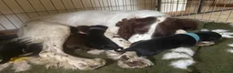 Springador dogs for sale: Springador Puppies – 1 Boy & 4 Girls - Advert 1