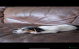 Jack Russell dogs for sale: Chunky Confident Terrier Pups for 5* Active Homes - Image 8
