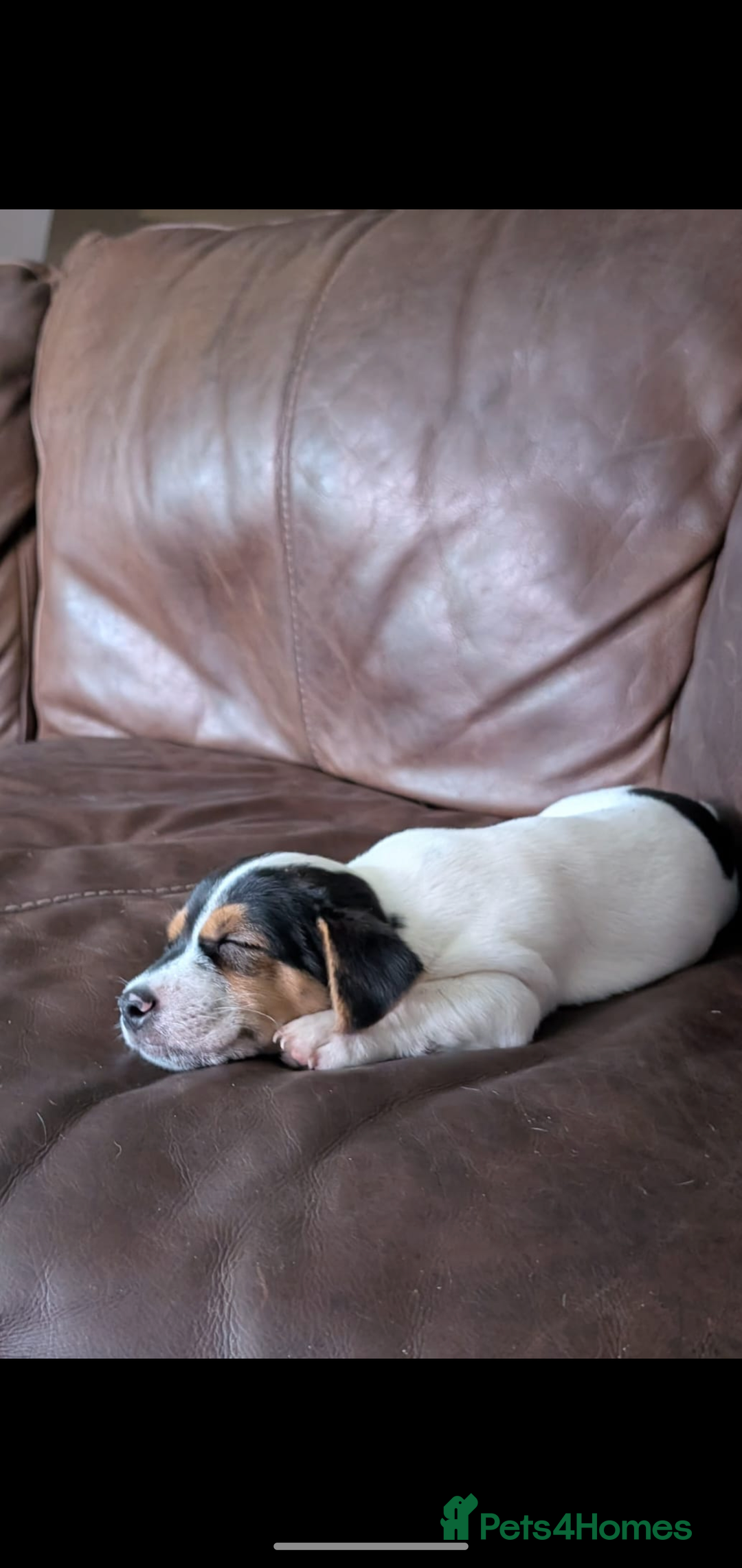 Jack Russell dogs for sale: Chunky Confident Terrier Pups for 5* Active Homes - Image 8