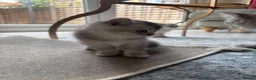 Scottish Fold cats for sale: Pure Scottish Fold  - Advert 10