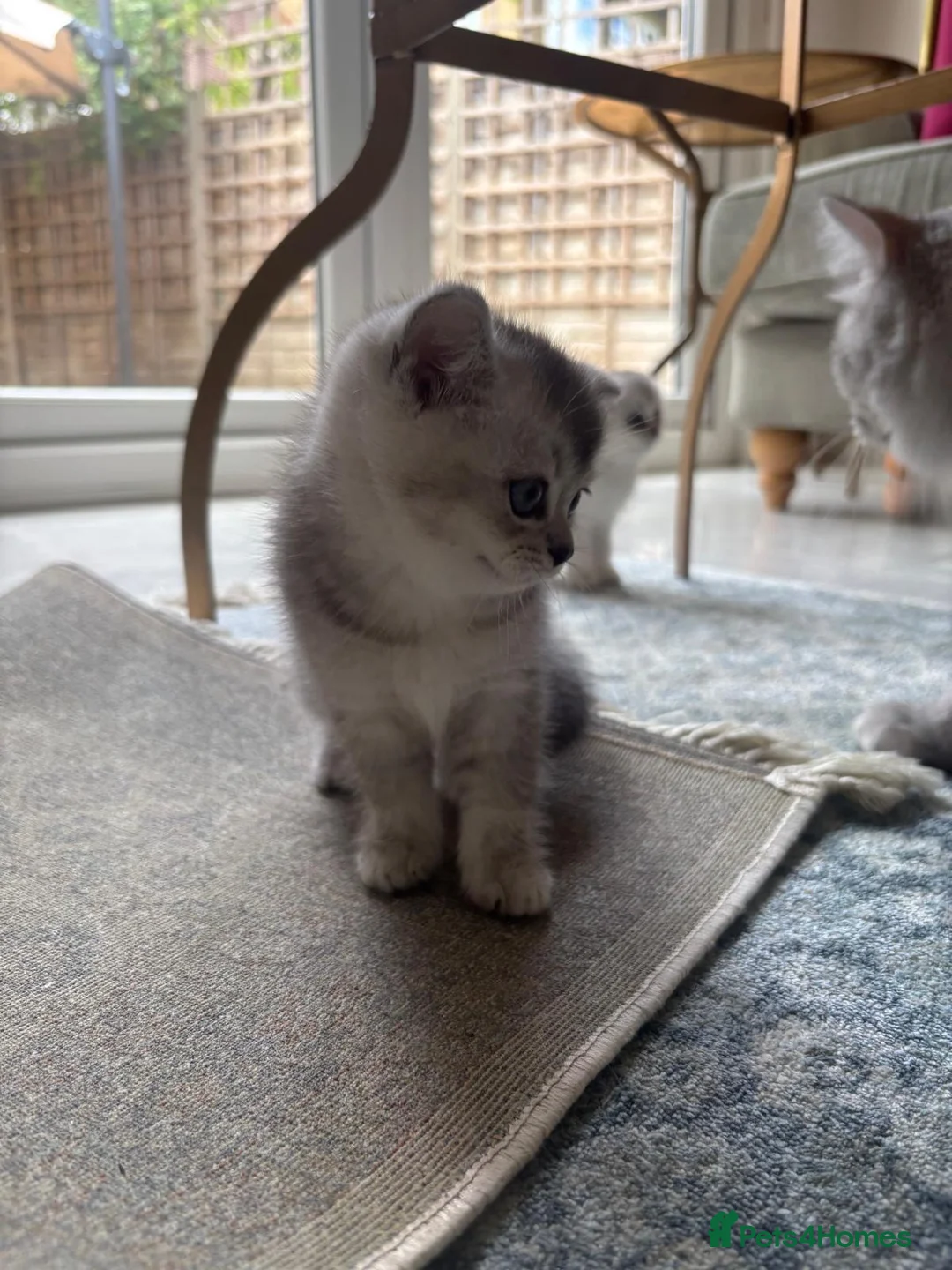 Scottish Fold cats for sale: Pure Scottish Fold  - Advert 10