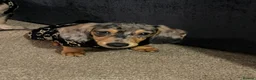 Miniature Dachshund dogs for sale: Harlow in Barnsley - Advert 1