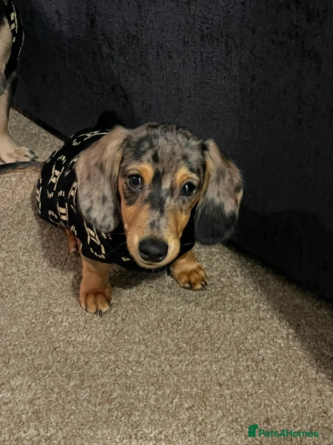 Miniature Dachshund dogs for sale: Harlow in Barnsley - Advert 1