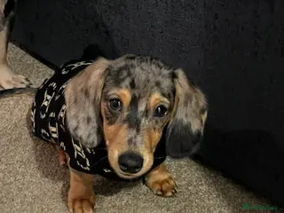 Miniature Dachshund dogs Harlow - Advert 1