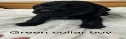 Cocker Spaniel dogs for sale: 🐾 GORGEOUS COCKER SPANIEL PUPPIES 🐾 - Advert 23