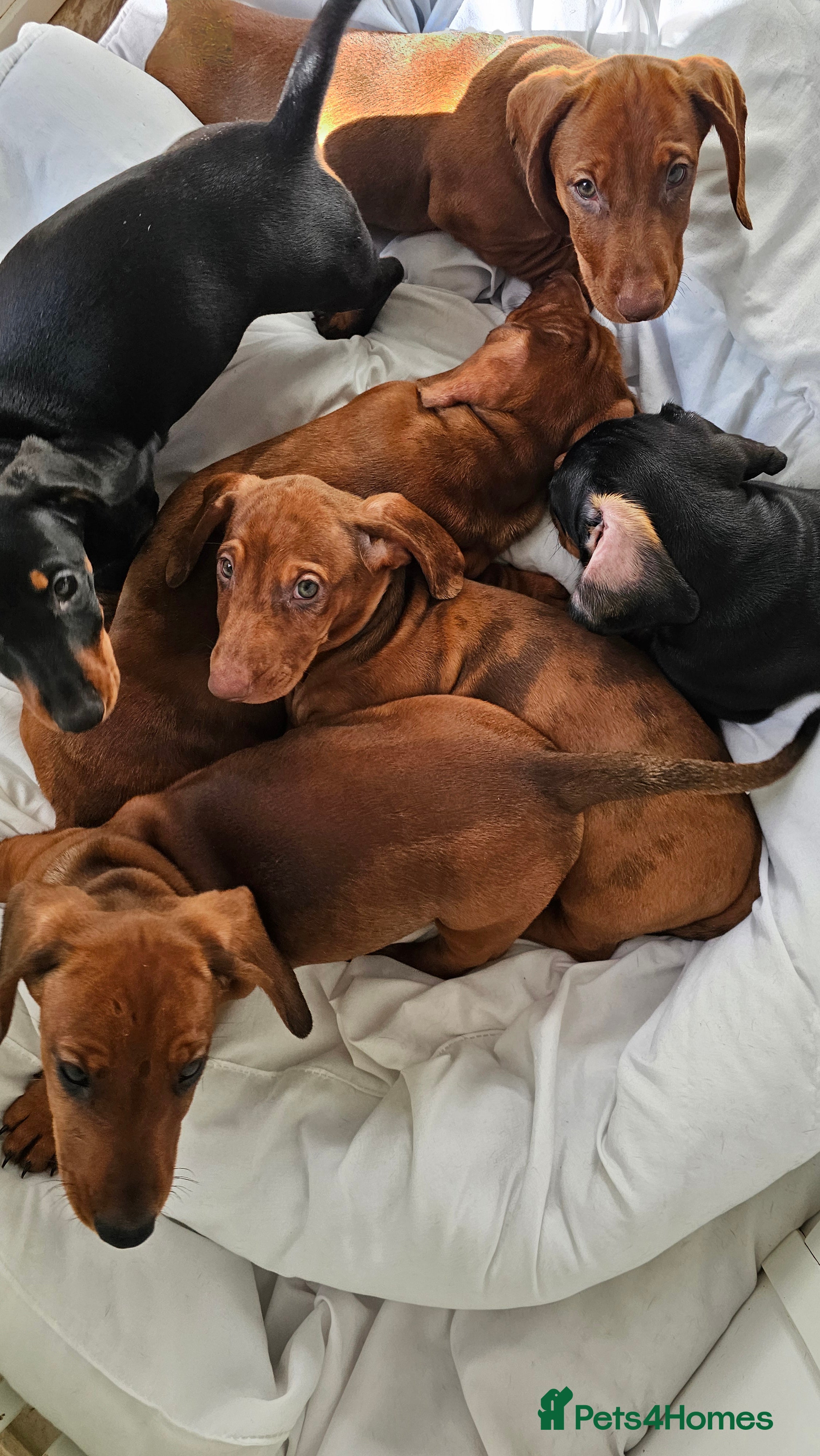 Dachshund dogs Ready Now ! KC Standard Dachshund puppies!  - Advert 14