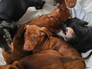Dachshund dogs Ready Now ! KC Standard Dachshund puppies! - Advert 14