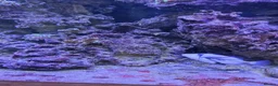 Other/Mixed Breed fish for sale: Marine fish lots in Bridgwater - Advert 7