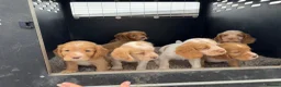Cocker Spaniel dogs for sale: Working Cocker Spaniel Puppies  - Advert 11