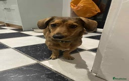 Dachshund dogs for adoption: Sweet Jessica Looking for a family  - Image 2